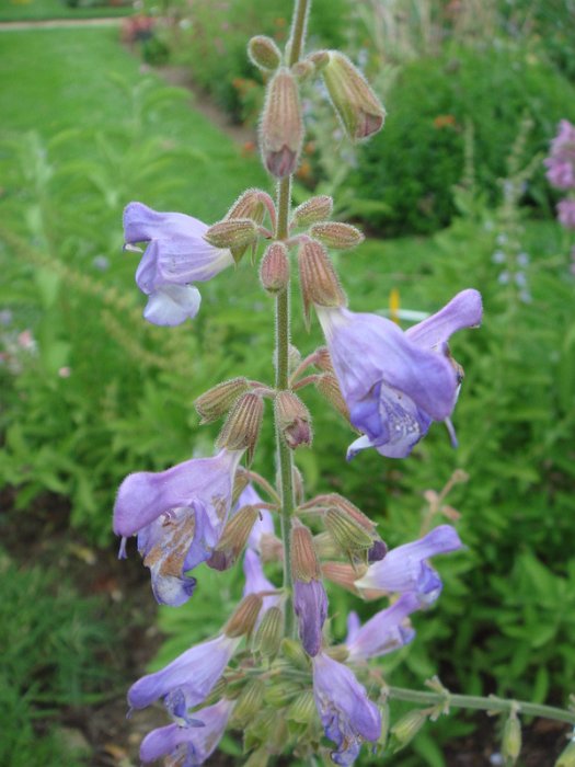 Salvia ringens fleur